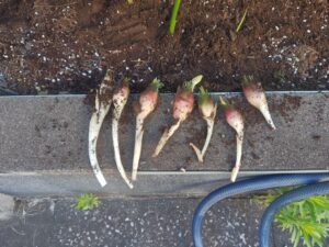 ミョウガ　植え替え