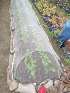 露地栽培　ラディッシュ 防虫ネット