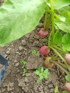 露地栽培　ラディッシュ 防虫ネット