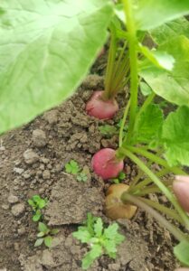 露地栽培　ラディッシュ 防虫ネット