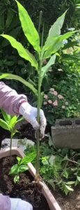 ミョウガ　プランター栽培