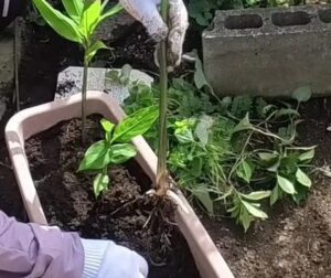 ミョウガ　プランター栽培